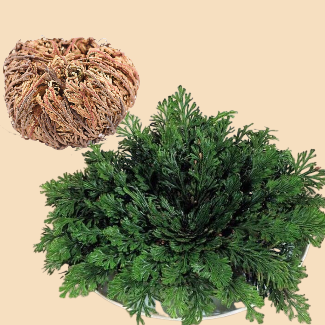 Resurrection Rose Of Jericho