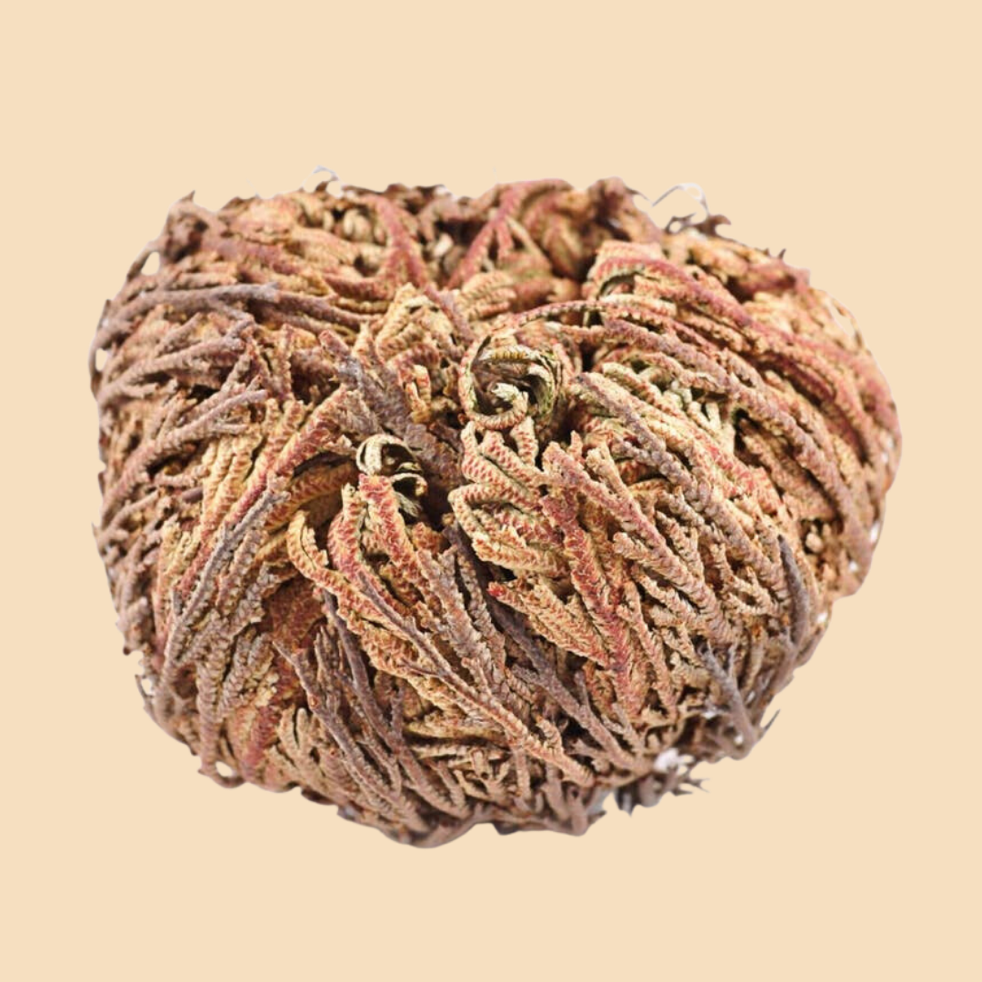 Resurrection Rose Of Jericho